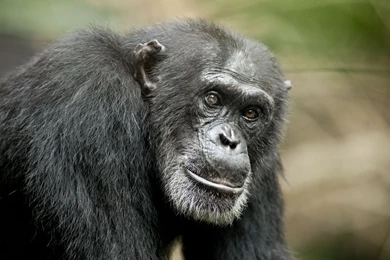Picture Of Chimpanzee Cool Wallpapers