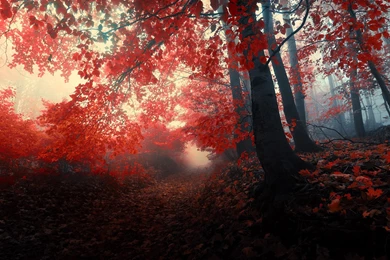 Path Through The Red Trees Wallpapers   Nature Wallpapers
