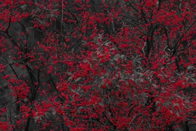 Tree With Small Red Fruits HD Desktop Wallpapers : Widescreen ...