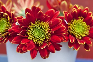 Flower wallpaper for desktop dowload.jpg