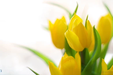 Free flower wallpaper for desktop 1.jpg