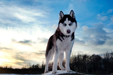 Siberian Husky Blue Eyes   Wallpaper.