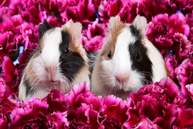 Rabbits Wallpapers Other Animals Wallpapers 1920 1200 Widescreen Jpg ...