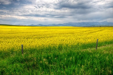 Fields Calgary Grass Yellow Fence Nature Wallpapers
