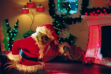 The Grinch   Jim Carrey Wallpapers (141526)   Fanpop