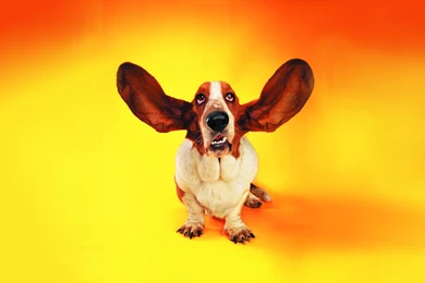 Funny Dog Clips Download 8 Cool Hd Wallpapers   Funnypicture.org