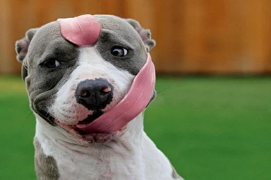 Funny Dog Wallpapers Desktop