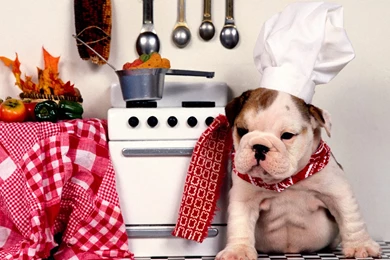 Funny Dog Wallpapers Desktop   Newwallpapershits.com