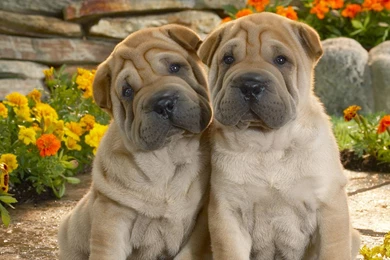 Funny Dog Wallpapers   Wallpapers Cave