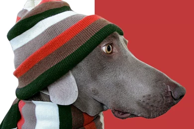 Funny Dog Images Free   The Dog Wallpapers   Best The Dog Wallpapers