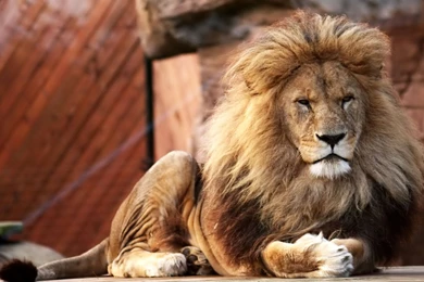 Desktop big pictures of lions.jpg