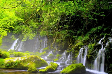 Forest River Falls Wallpapers