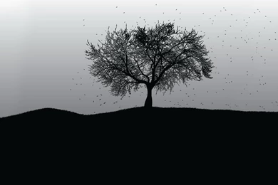 Tree Wallpapers Black And White   Desktop Backgrounds