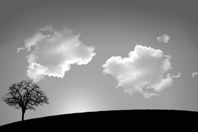 Black Tree Wallpapers   Widescreen HD Wallpapers