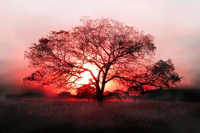 Red Black Tree Sunset