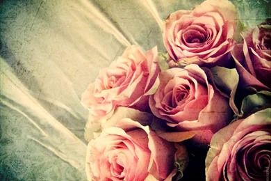 Roses   Daydreaming Wallpapers (23075712)   Fanpop