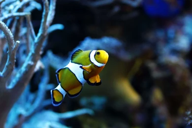 Fish Wallpapers Cool Wallpapers   Fullwidehd.com