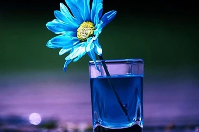 Free Wallpapers Download For Mobile Phones   Wallpapers Zone