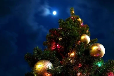 Fantasy Giant Christmas Tree Illuminations Wallpapers 21   Wallcoo.net