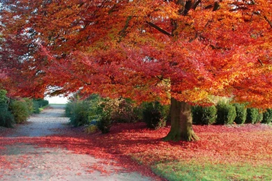 Fall pc autumn wallpapers