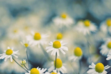 Fashion Accessory Style: Best HD Natural Wallpapers Ever   High ...