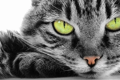 Kitty Desktop Backgrounds   Wallpapers