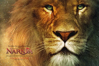 Free Tweety Bird Wallpapers 365 HD Pictures