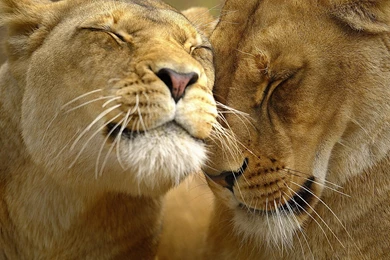 Download HD Lion Wallpapers For Desktop Backgrounds Free