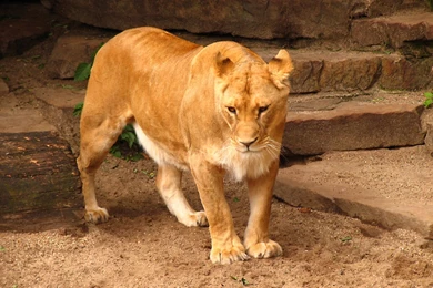Desktop african male lion pics.jpg
