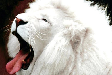 Images Of White Lion   HD Wallpapers Pretty