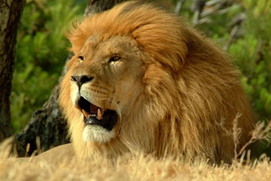 3d Lion Wallpapers Hd Download