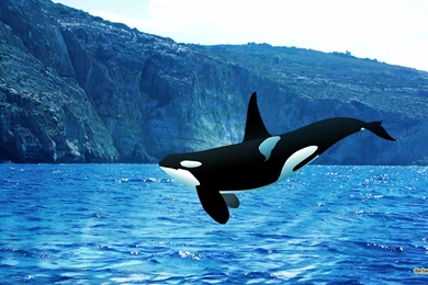 Orca Wallpapers   Barbaras HD Wallpapers