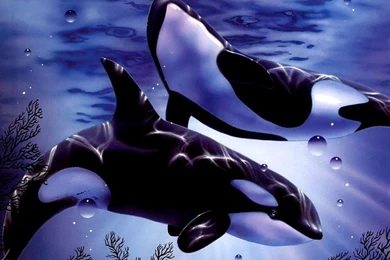 Wallpapers Orca Animals Image