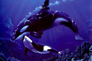 Wallpapers Orca Animals Image
