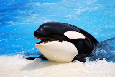 Orca Wallpapers   Wallpapers Cave