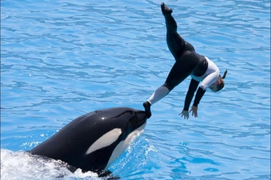 Orca Free Wallpapers (17 Photos) For Your Desktop, Download Pictures