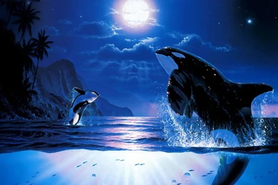 Jestingstock.com Orca Whales In The Wild Wallpapers