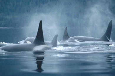 Orca HD Wallpapers