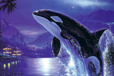 Jumping Orca Wallpapers High Res Pics 3435