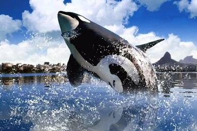 ORCA WALLPAPER   (