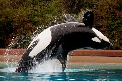 Orca Computer Wallpapers, Desktop Backgrounds