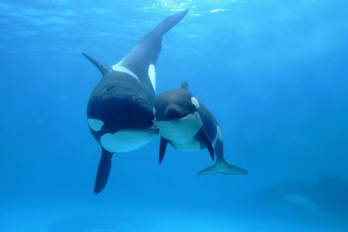 Orca Wallpapers Orca Orca Desktop Backgrounds Orca 357806