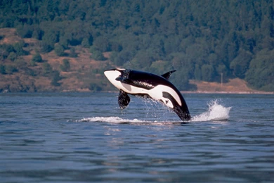 Jestingstock.com Orca Breaching Wallpapers