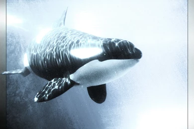 Orca Wallpapers   Wallpapers Cave