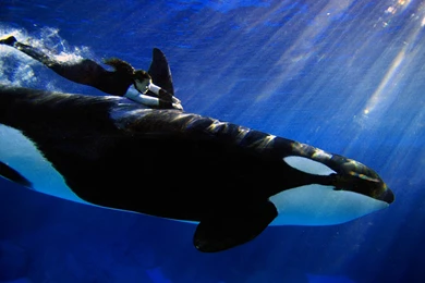 Orca Wallpapers   Wallpapers Cave