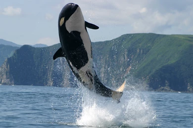 Orca Jump 2560x1440   Wallpapers   HD Wallpapers