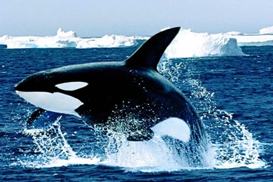 Baby Orcas Jumping   Wallpaper.