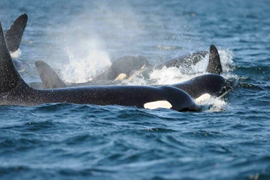 Orca Wallpapers   Wallpapers