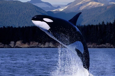 Jestingstock.com Orca Whale Wallpapers