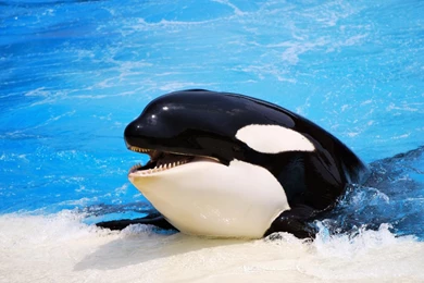 Killer Whale HD Wallpapers